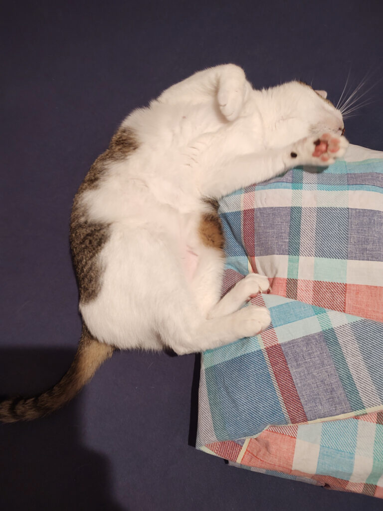 Der Kater Sammy streckt sich und liegt auf dem Rücken. Er fühlt sich Pudelwohl

