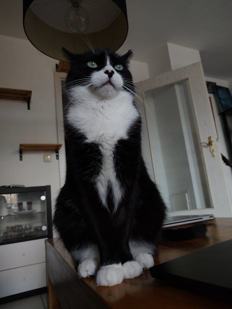 Der Kater Phips sitzt aufrecht auf einem Holztisch. Das Bild wurde von leicht unten aufgenommen und über dem Kopf vom Kater ist der Schirm einer Lampe zu erkennen.