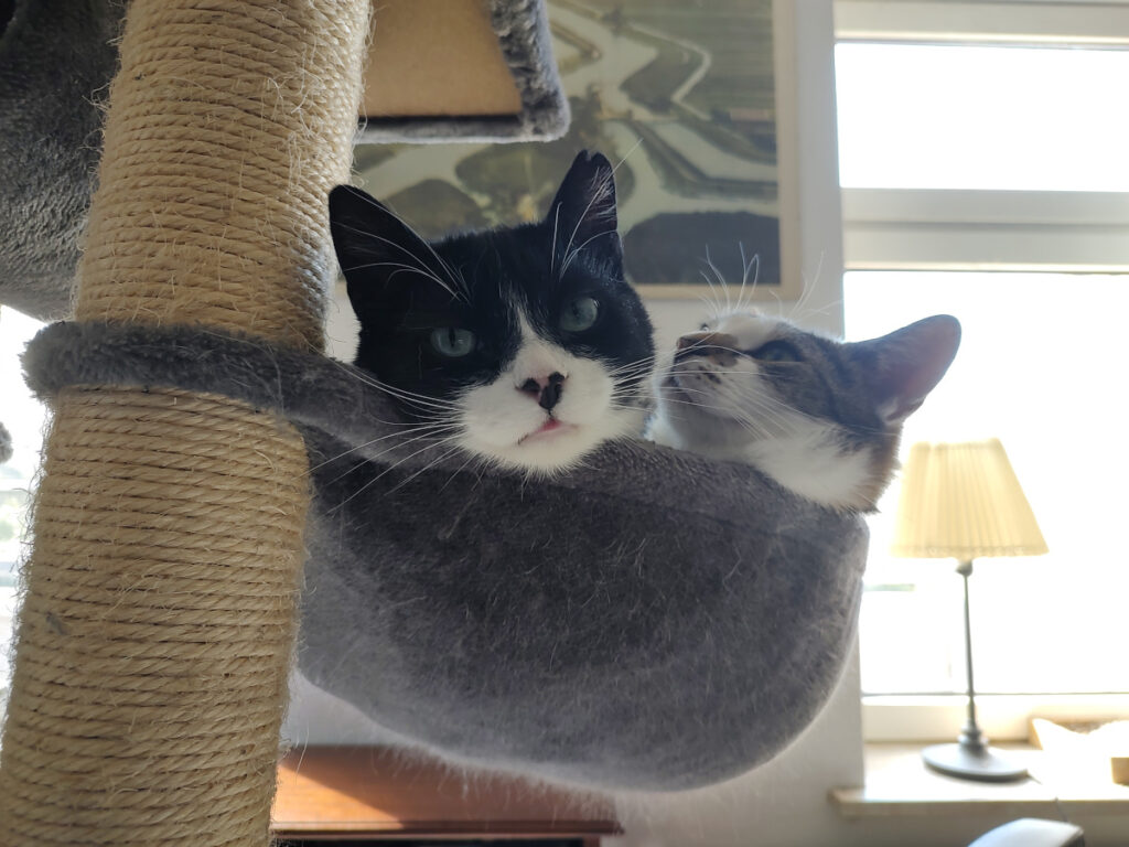 Die beiden Kater Phips und Sammy liegen gemeinsam in einer Hängekuhle am Kratzbaum
